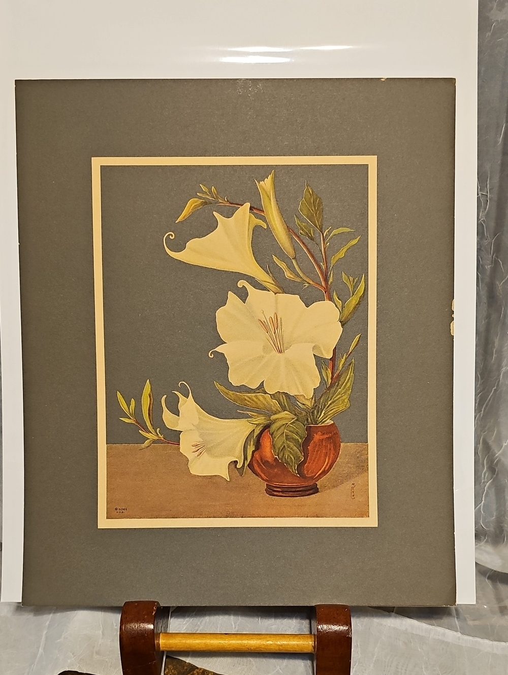 Vintage Botanical Floral Print with Cream Morning Glory - IKEBANA LITHO